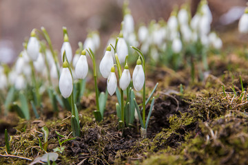 The first snowdrops .