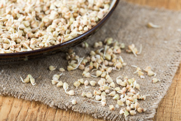 Fresh Green Buckwheat Sprouts in the spoon Closeup. Raw Healthy Vegan Organic Diet. Healthy Vegetarian Eco Food concept, Dieting