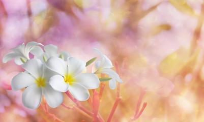 White flower plumeria bunch on bokeh pink background