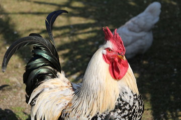Dwarf Italian rooster