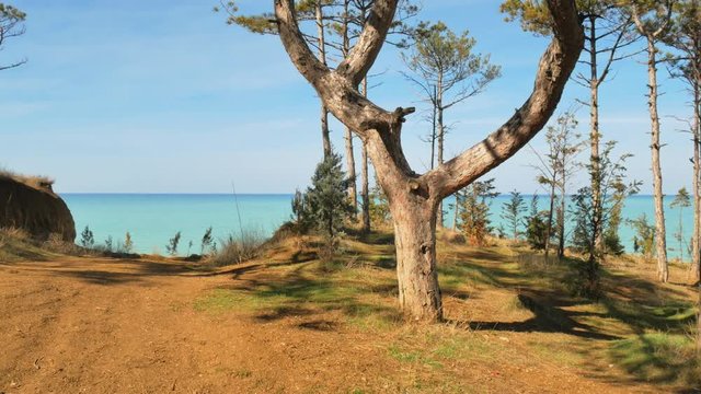 Spruce on the sea break. Nature composition scene.