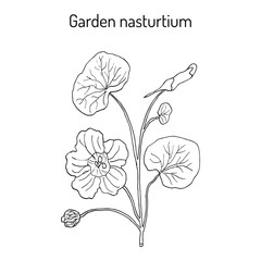 Garden nasturtium Tropaeolum majus , or Indian, or monks cress. Ornamental and medicinal plant