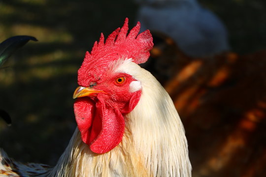 Portrait of dwarf Italian rooster