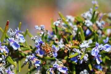 Bee at blue flowers of rosemary
