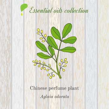 Pure essential oil collection, chinese perfume plant, aglaia odorata. Wooden texture background