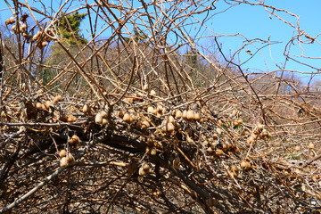 Kiwifruits in the garden