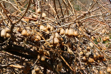 Many ripe kiwis to harvest, Italy
