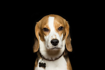 Portrait of a sad beagle puppy, isolated on black.