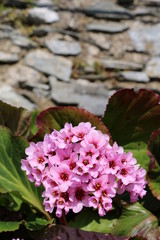 Bergenia stracheyi 