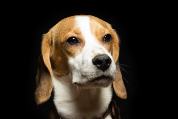 Portrait of a sad beagle puppy, isolated on black.