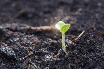 Green sprouts growing out from soil in the morning light