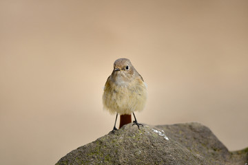 ジョウビタキの雌