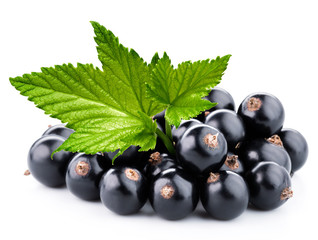 black currant branch