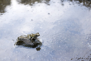 水辺の石の上のいるカジカガエル