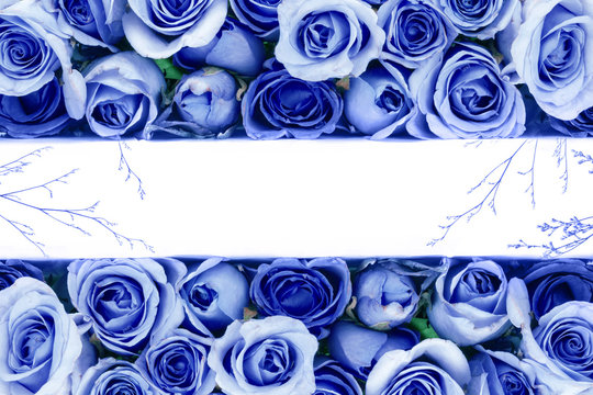 Fototapeta border of Beautiful fresh sweet blue rose for love romantic valentine or wedding background