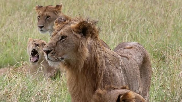 A WILD Pride of Male and Female Lions & Lionesses Keep a Lookout for Prey and the Rest of their Group After a Hunt in the Masai Mara, Kenya, Africa. They are sleeping & digesting in the sunny savanna.