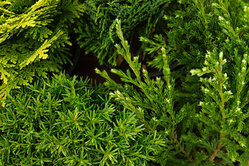 Young green different conifer branches top view  close up background.