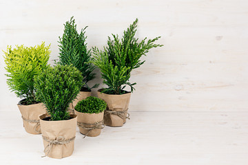 White modern rustic interior with young green plants in craft pots with copy space on beige wood table.