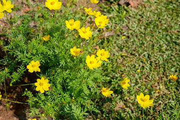 Beautiful yellow cosmos flowers