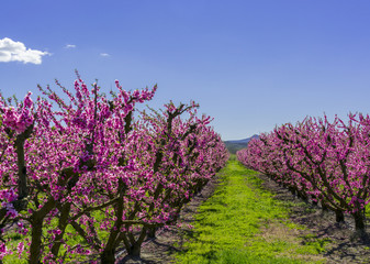 Blossoming peach tree in spring