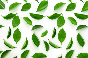 Top view shot of green leaves flat lay on white background