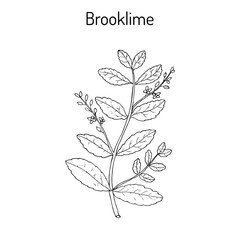 Brooklime Veronica beccabunga , European speedwell, medicinal plant