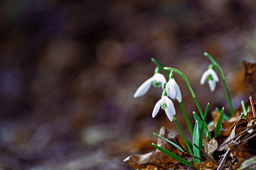 Blooming Snowdrops Among The Dry Leaves
