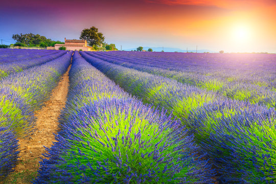 Magical sunset and lavender fields in Provence region, Valensole, France