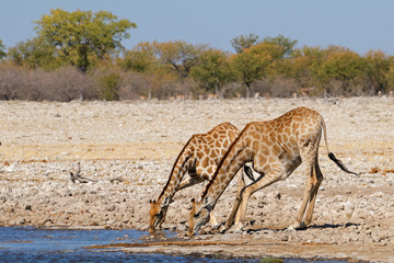 Naklejka na ściany i meble Two giraffes (Giraffa camelopardalis) drinking water, Etosha National Park, Namibia.