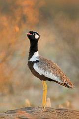 Male white-quilled bustard (Afrotis afraoides), Kalahari desert, South Africa.