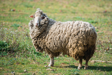 Long-haired sheep in a field