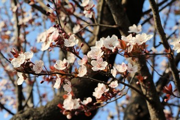 Plum blossoms at Easter