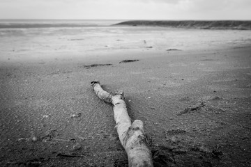 Treibholz am Döser Strand