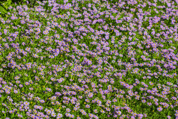 Beautiful little flowers on nature
