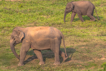 Wild elephants live in the jungle.
Elephant eating salt licks on the ground is a source of salty...