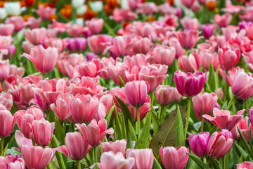 all tulips in the garden.