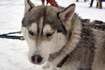 Naklejka premium Hasky in harness
