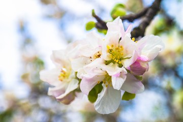 Blossoming apple tree twig with white flowers against blue sky