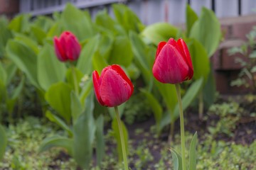 Beautiful red tulips blooming