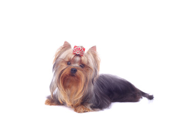 Yorkshire terrier