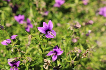 "Wild Violet" flower in St. Gallen, Switzerland. Its Latin name is Monopsis Unidentata, native to South Africa.