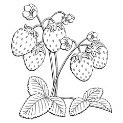 Strawberry graphic bush black white isolated sketch illustration vector