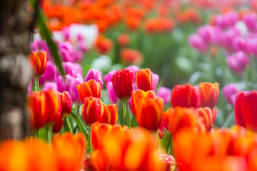 all tulips in the garden selective focus