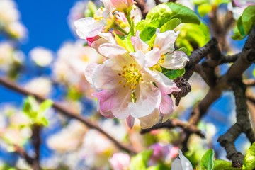 Blossoming apple tree twig with white flowers against blue sky