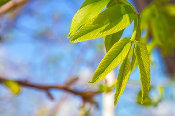 Young walnut tree leaves and blue sky