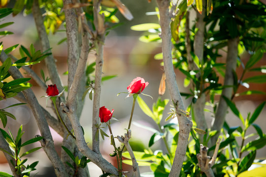 photo of cute red blooming roses on the trees branches nature background
