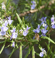 detail of a bee on top a rosemary flower