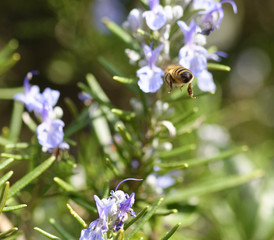 detail of a bee on top a rosemary flower