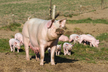 Zuchtsau in Freilandhaltung mit ihrem letzten Wurf im Hintergrund © Bernd Wolter