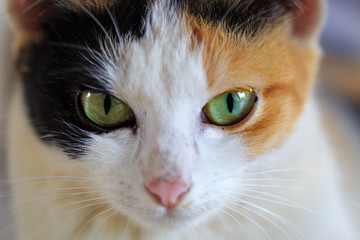 Close up of cute eyed siamese cat
